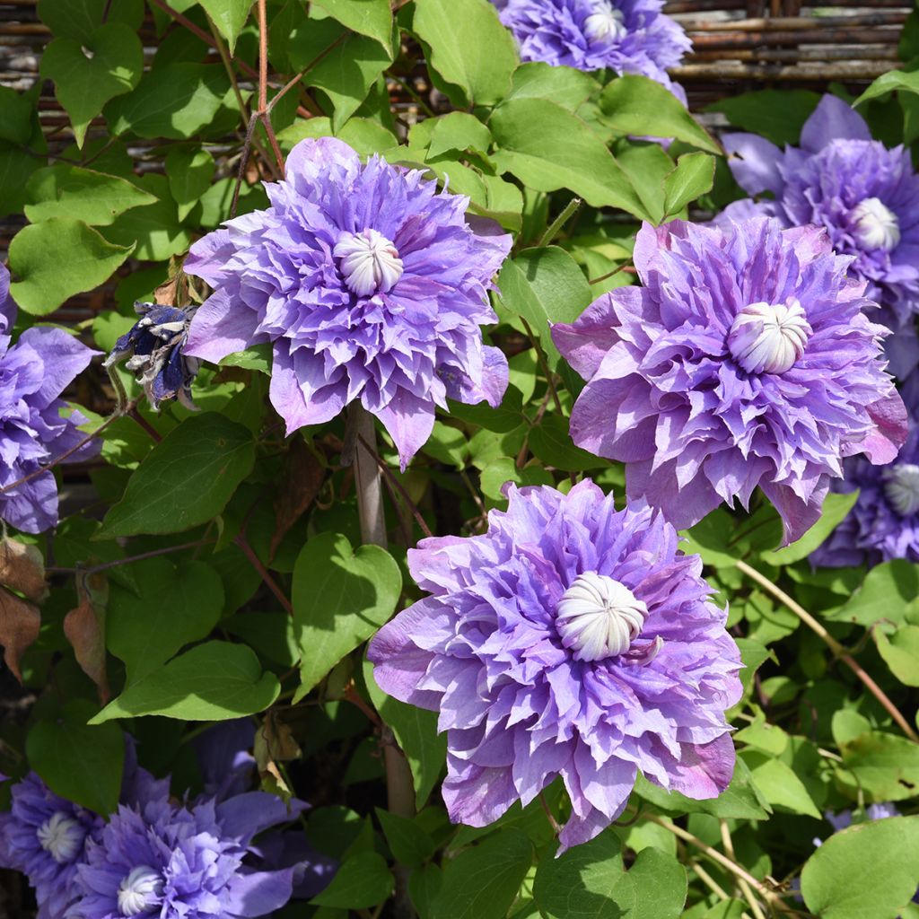 Clematis Multi Blue - Clematide