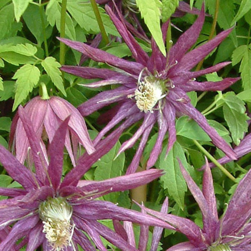 Clematis Octopus - Clematide