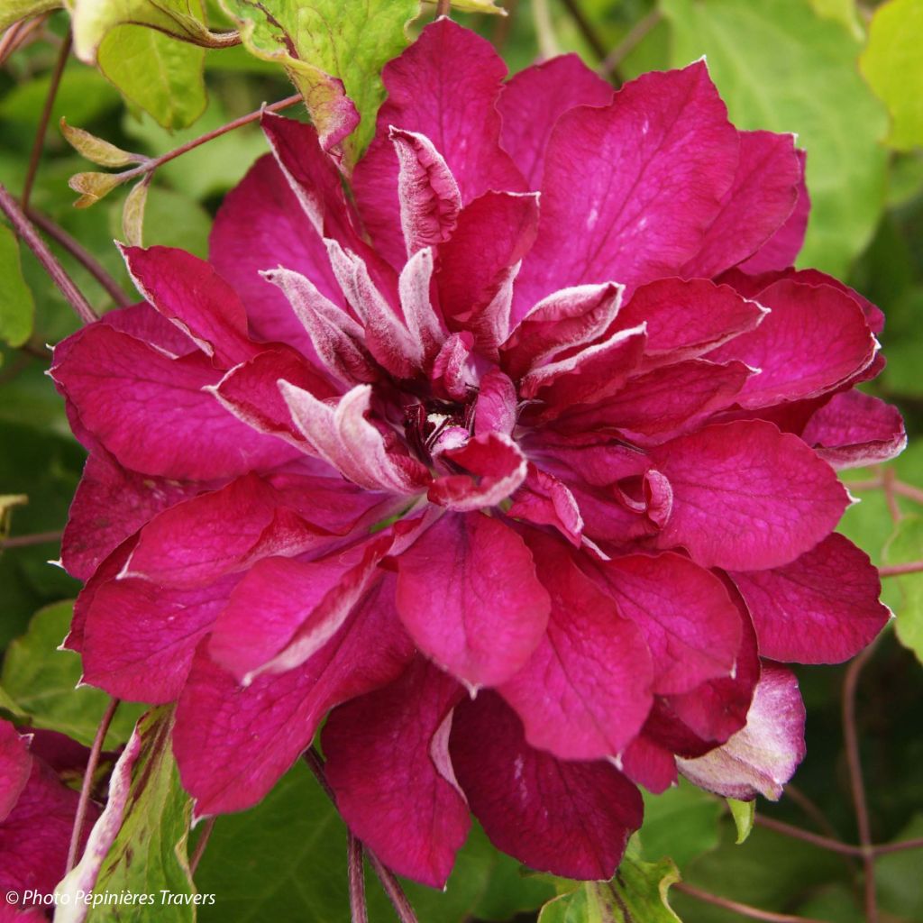 Clematis Red Passion - Clematide