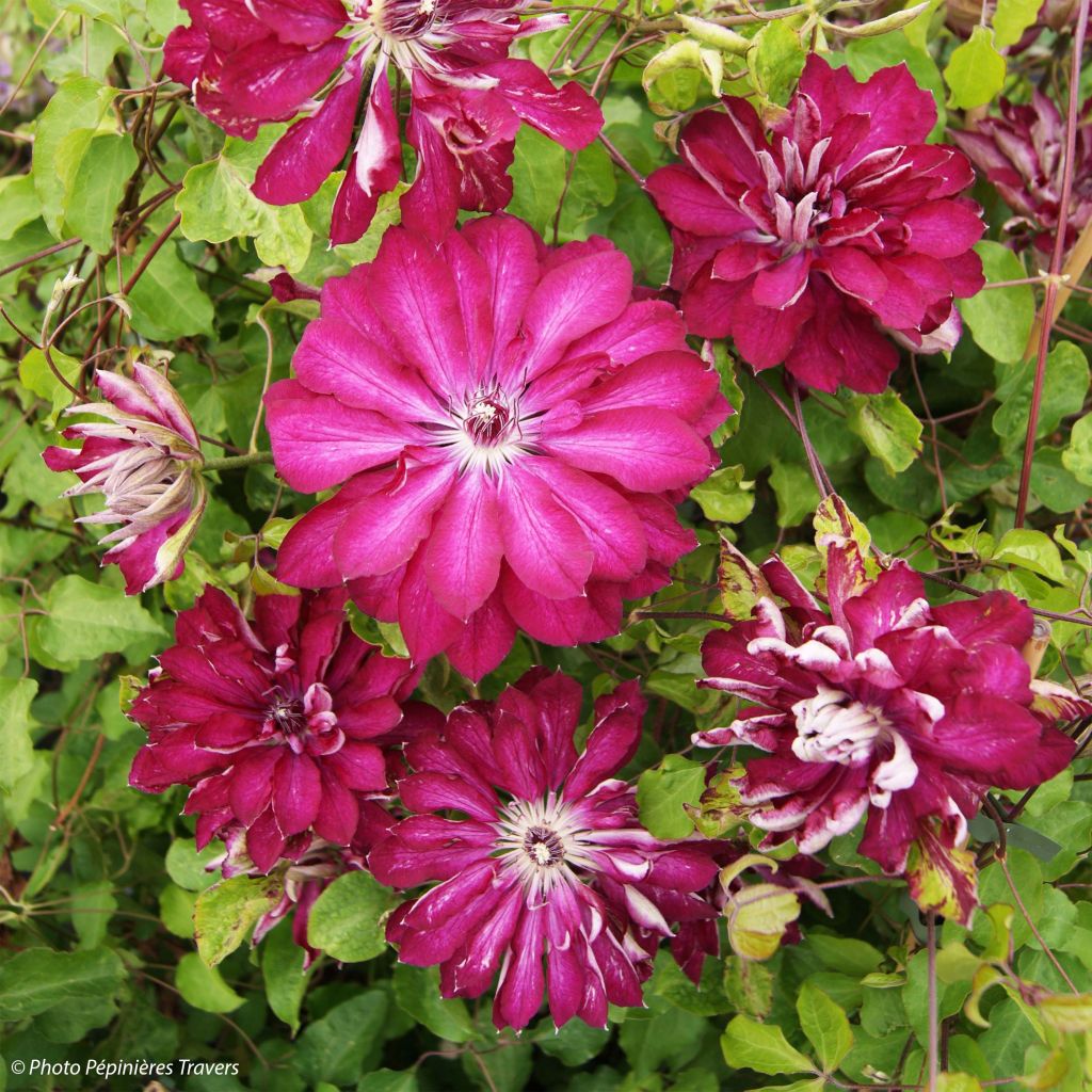 Clematis Red Passion - Clematide