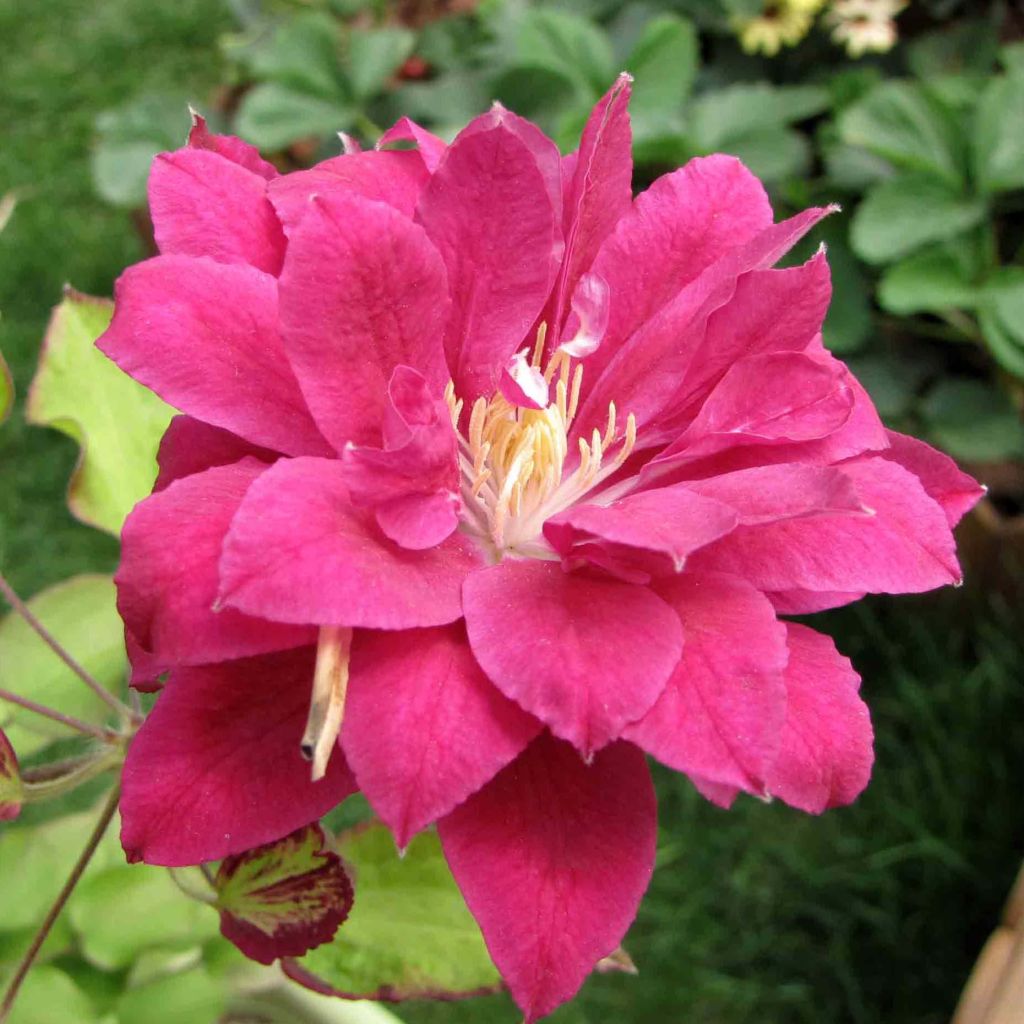 Clematis Red Star - Clematide