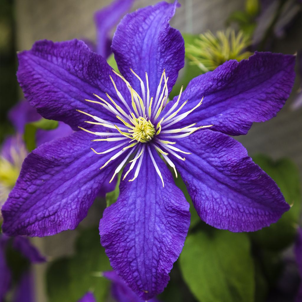 Clématite - Clematis Rhapsody livré en hauteur 90/120 cm en pot de 1,5l/2l