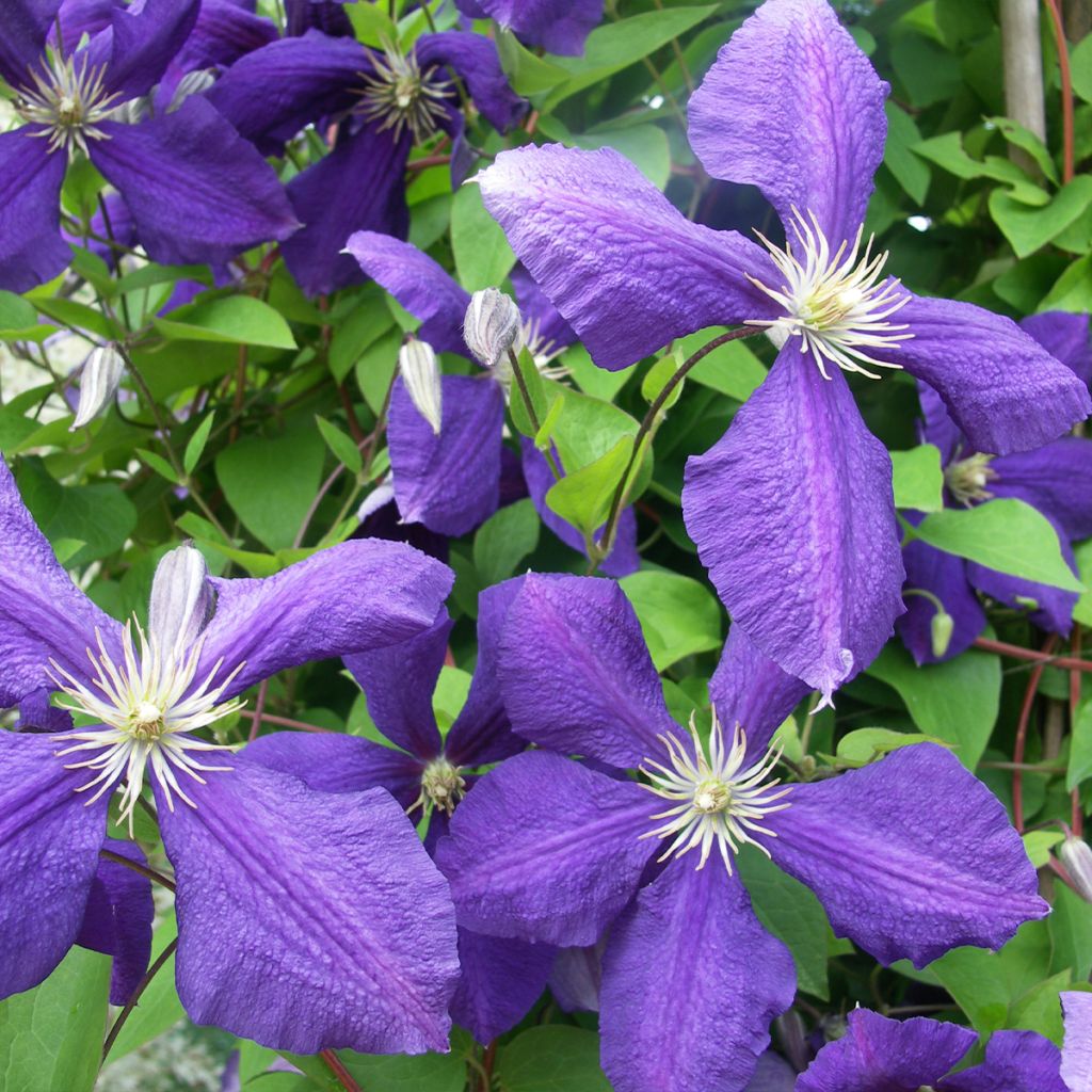 Clématite - Clematis Rhapsody livré en hauteur 90/120 cm en pot de 1,5l/2l