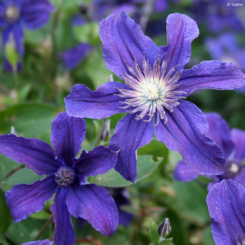 Clematis Saphyra - Clematide