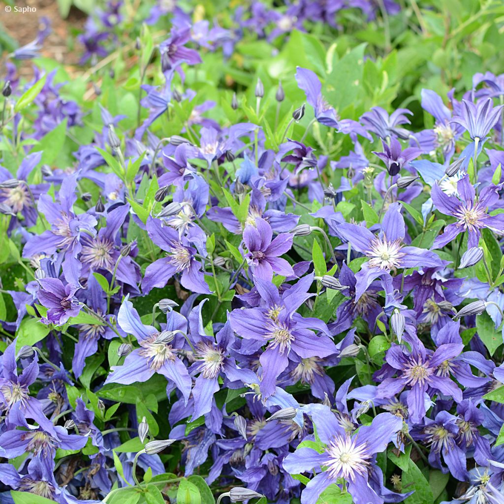 Clematis Saphyra - Clematide