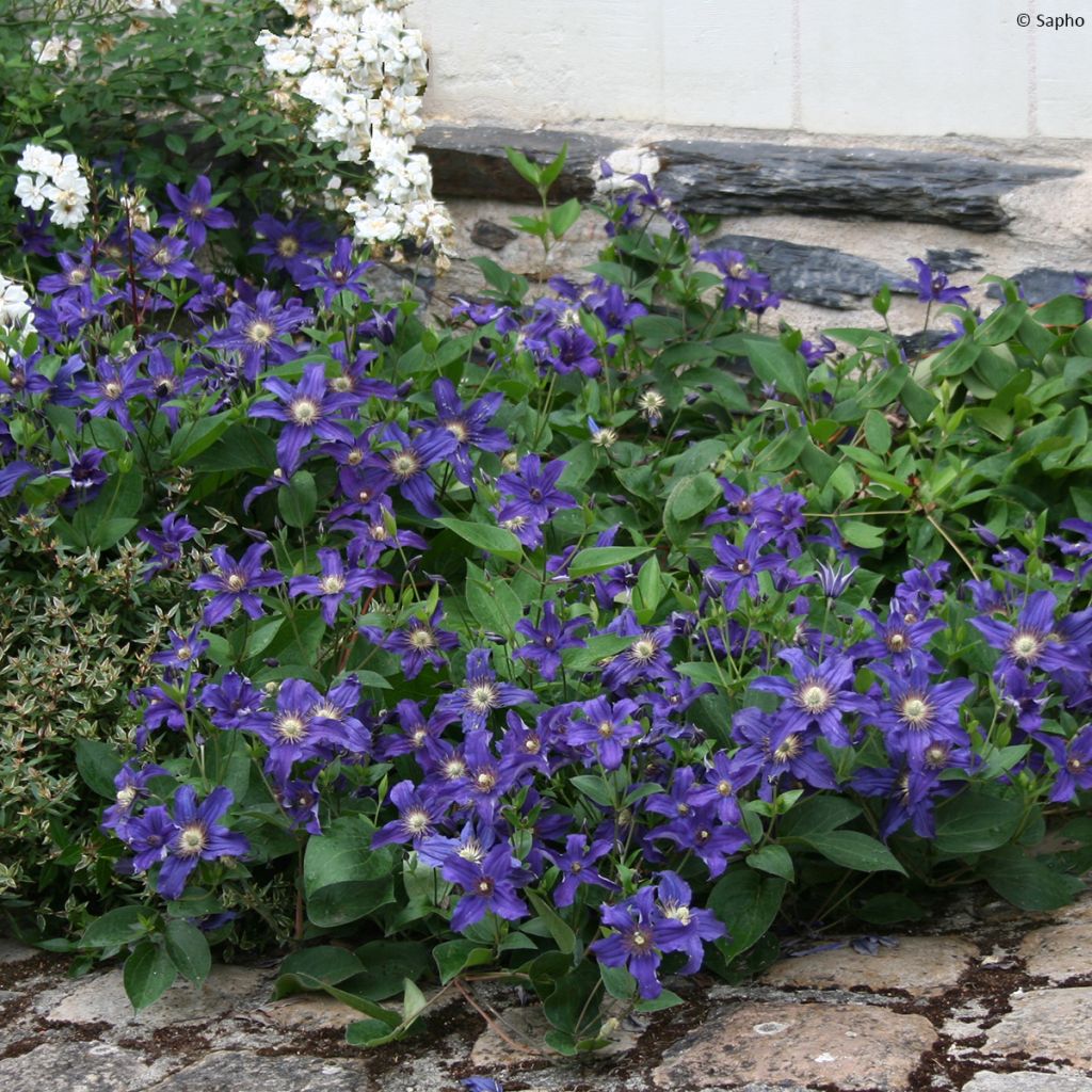 Clematis Saphyra - Clematide