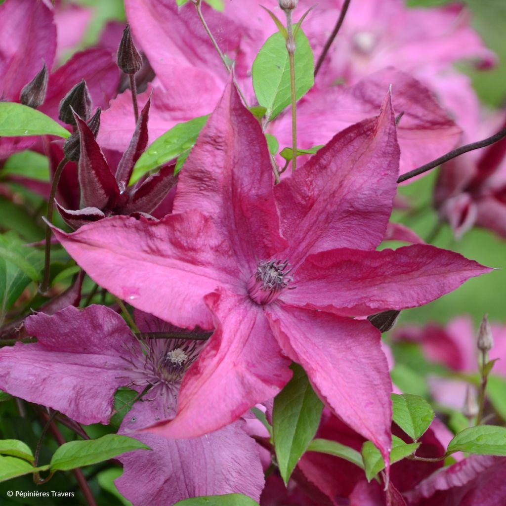 Clematis Saphyra Nancy - Clematide