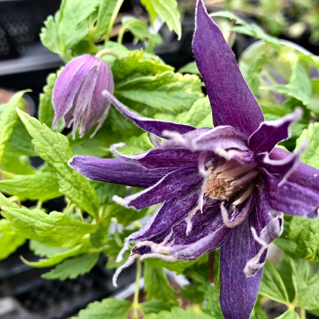 Clematis Spiky - Clematide