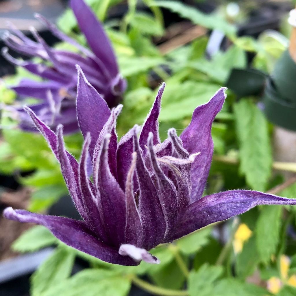 Clematis Spiky - Clematide