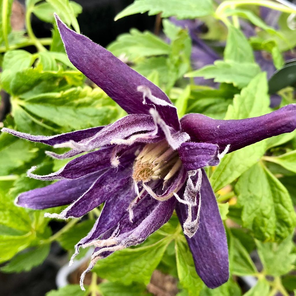 Clematis Spiky - Clematide