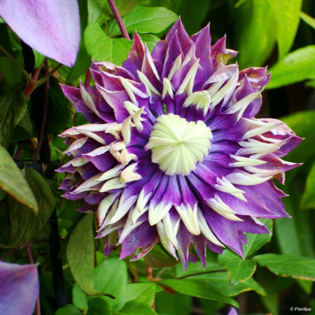 Clématite - Clematis Taiga 