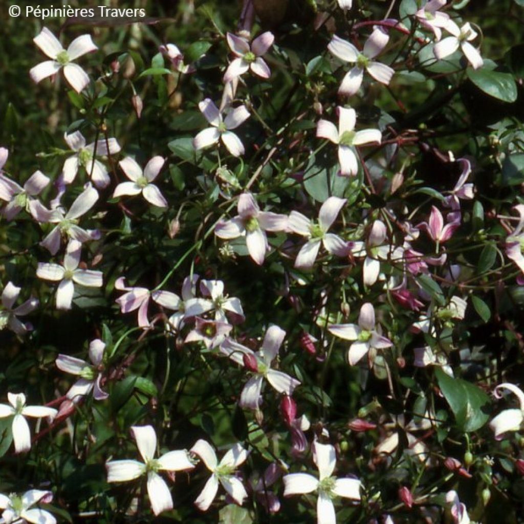 Clématite - Clematis triternata Tranquility