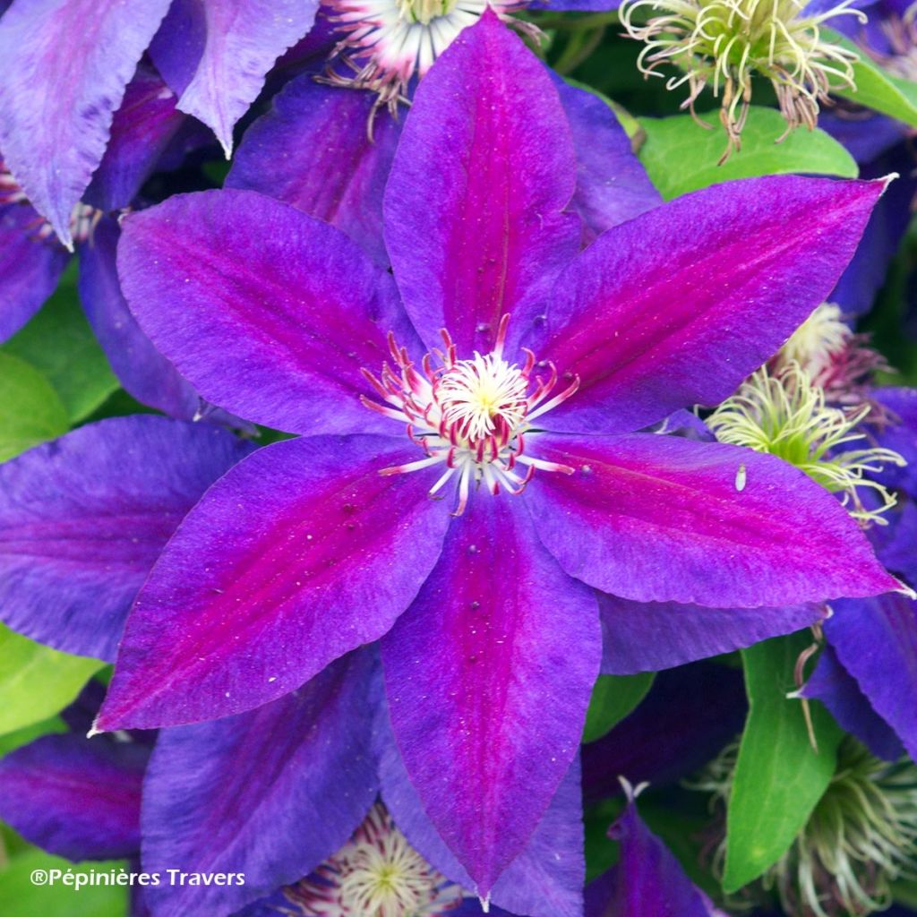 Clematis Wildfire - Clematide