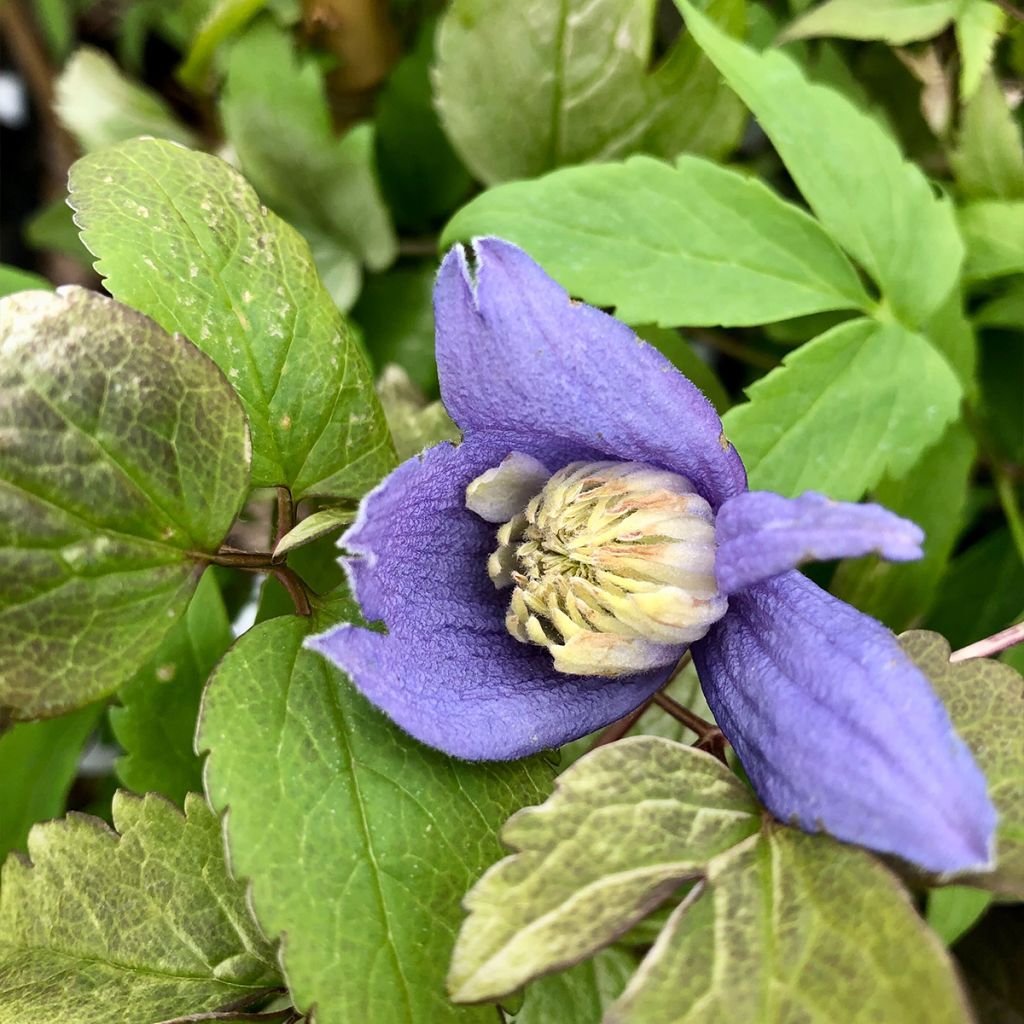 Clematis alpina - Clematide alpina