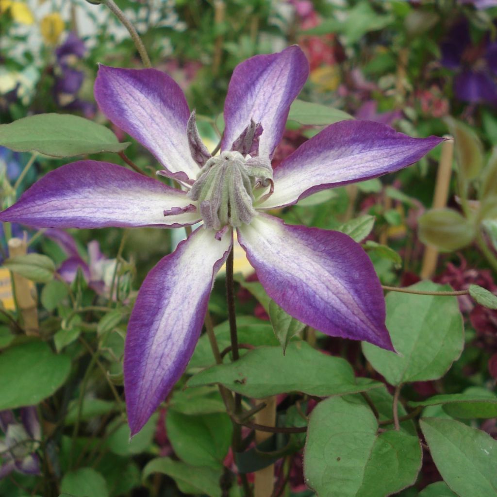 Clematis viticella Astra nova - Clematide