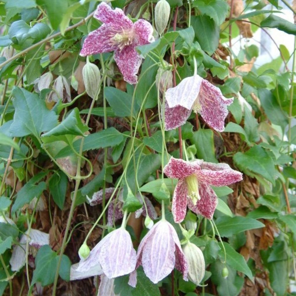 Clématite - Clematis cirrhosa Freckles