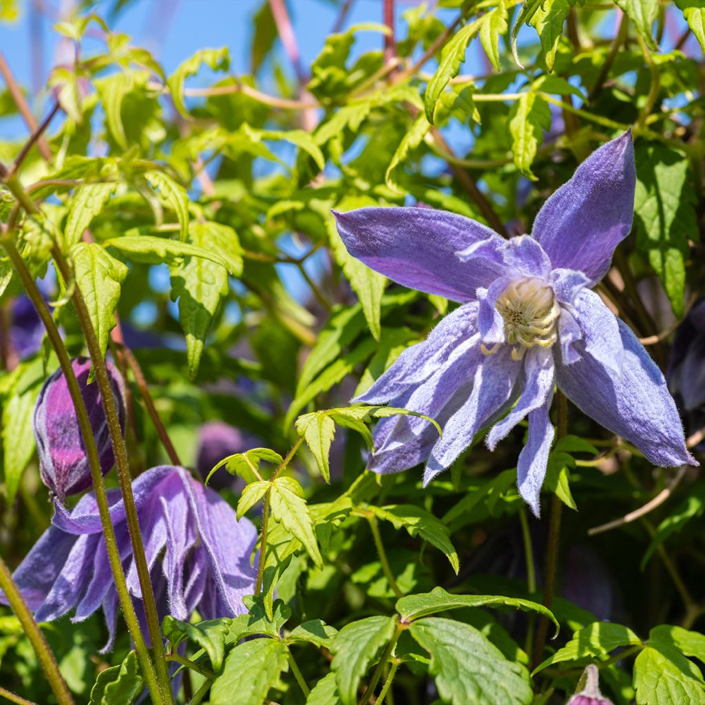 Clematis macropetala - Clematide