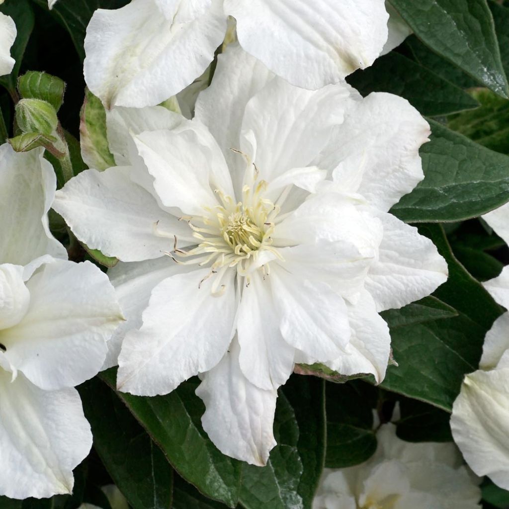 Clématite - Clematis diversifolia White Arabella