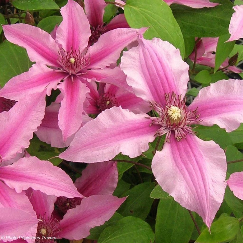 Clématite - Cematis integrifolia Saphyra Duo Rose