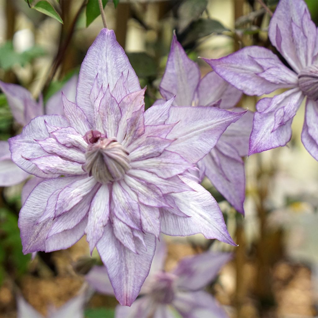 Clématite - Clematis Lady Kyoko