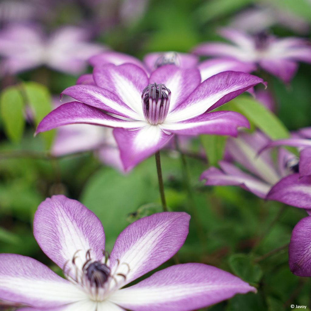 Clematis Lavallée n°1 - Clematide