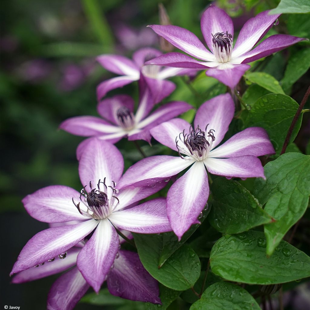 Clematis Lavallée n°1 - Clematide