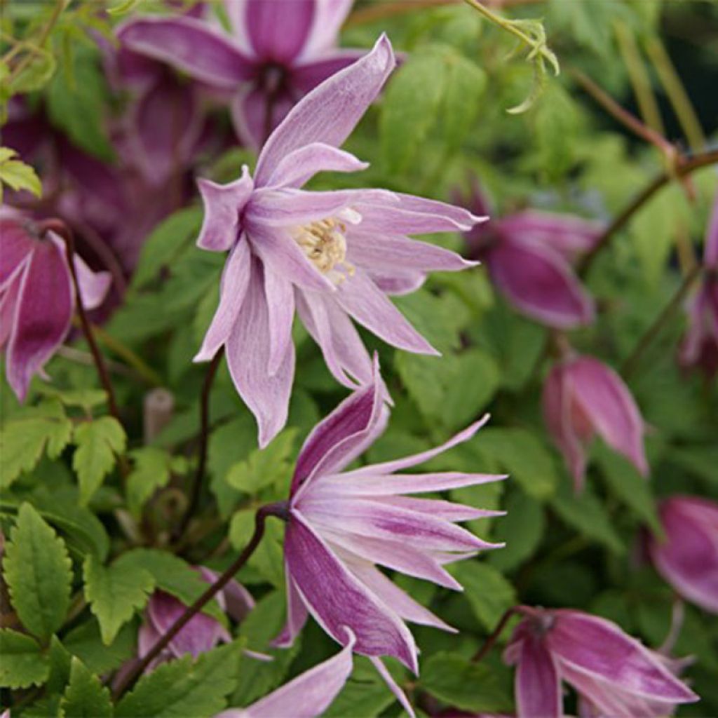 Clematis macropetala Markham's Pink - Clematide