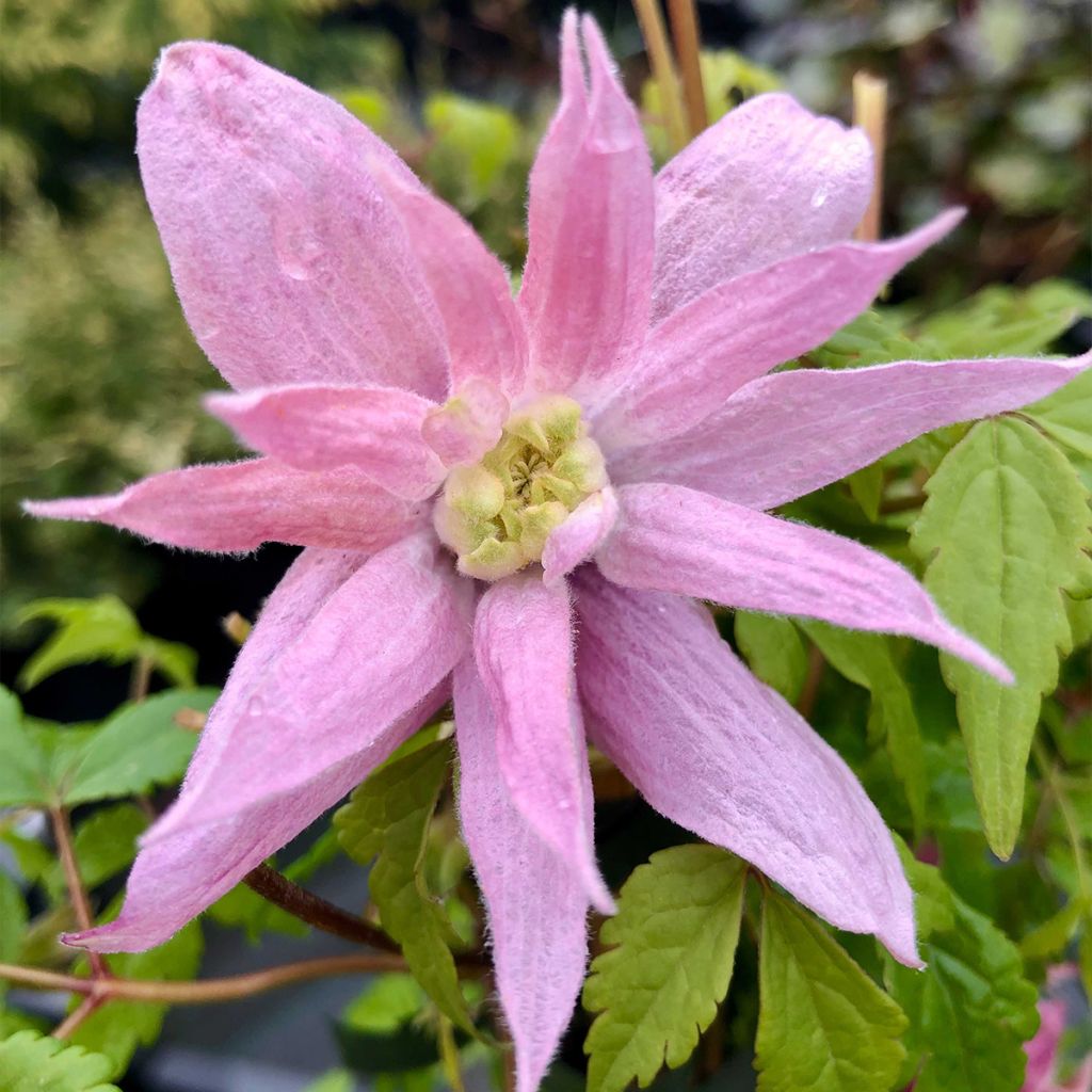 Clematis macropetala Markham's Pink - Clematide