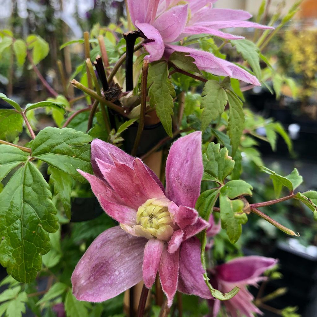 Clematis macropetala Markham's Pink - Clematide