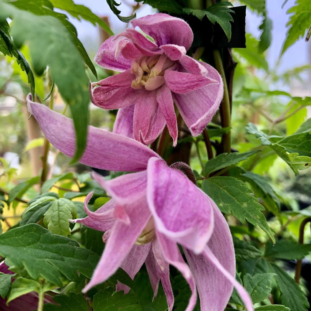 Clematis macropetala Markham's Pink - Clematide