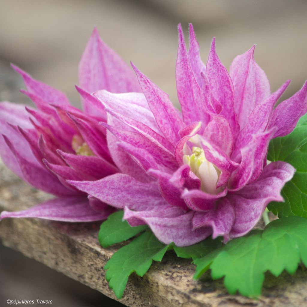 Clématite - Clematis macropetala Purple Dream