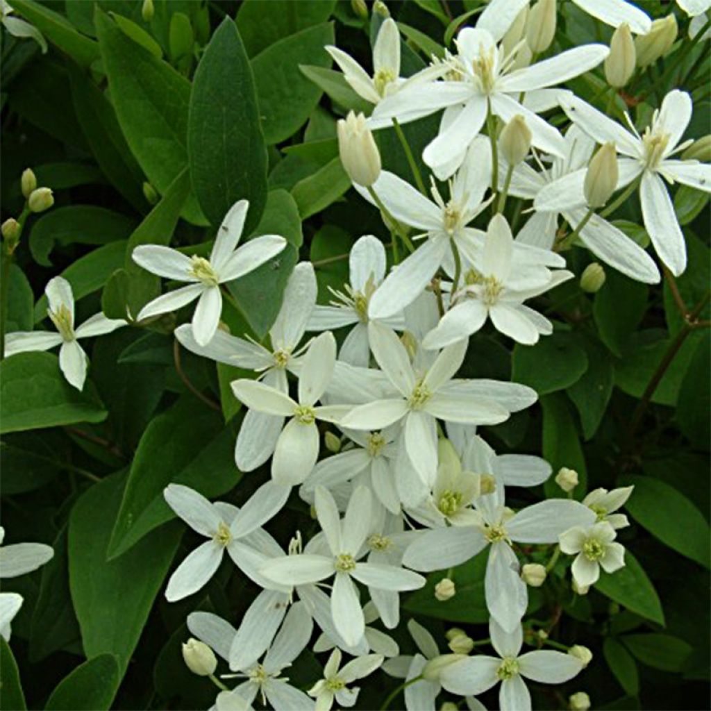 Clematis mandshurica