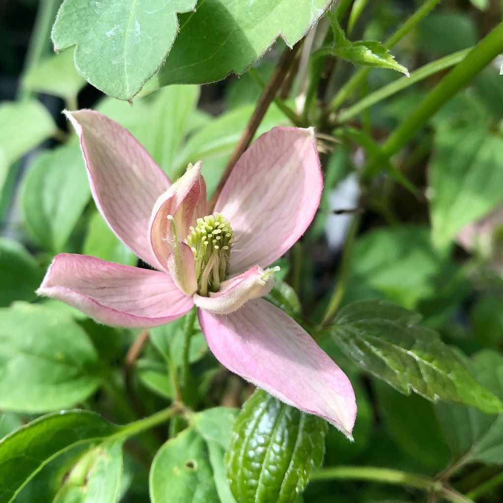 Clématite - Clematis montana Broughton Star