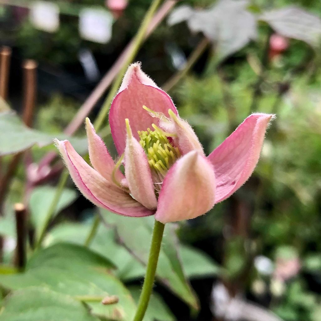 Clématite - Clematis montana Broughton Star