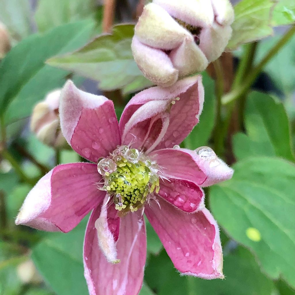 Clématite - Clematis montana Broughton Star