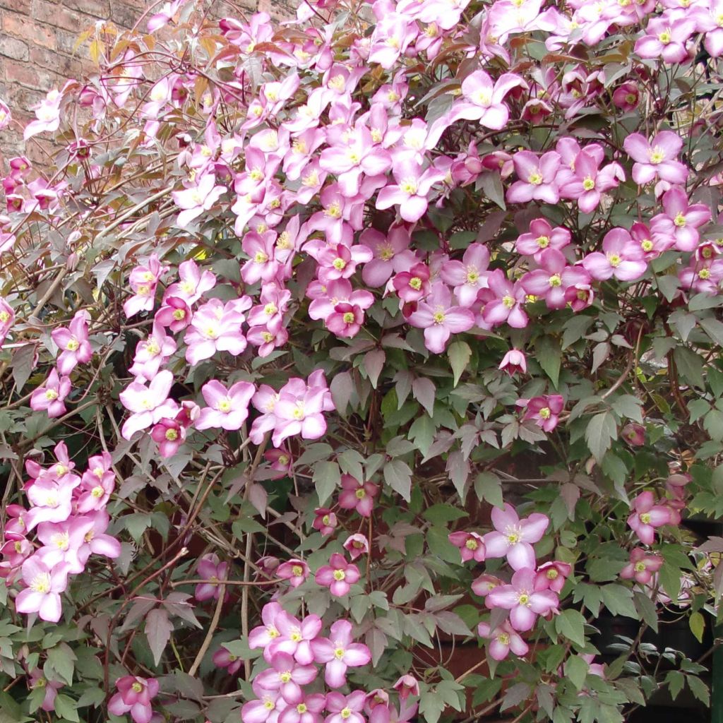 Clématite - Clematis montana Freda