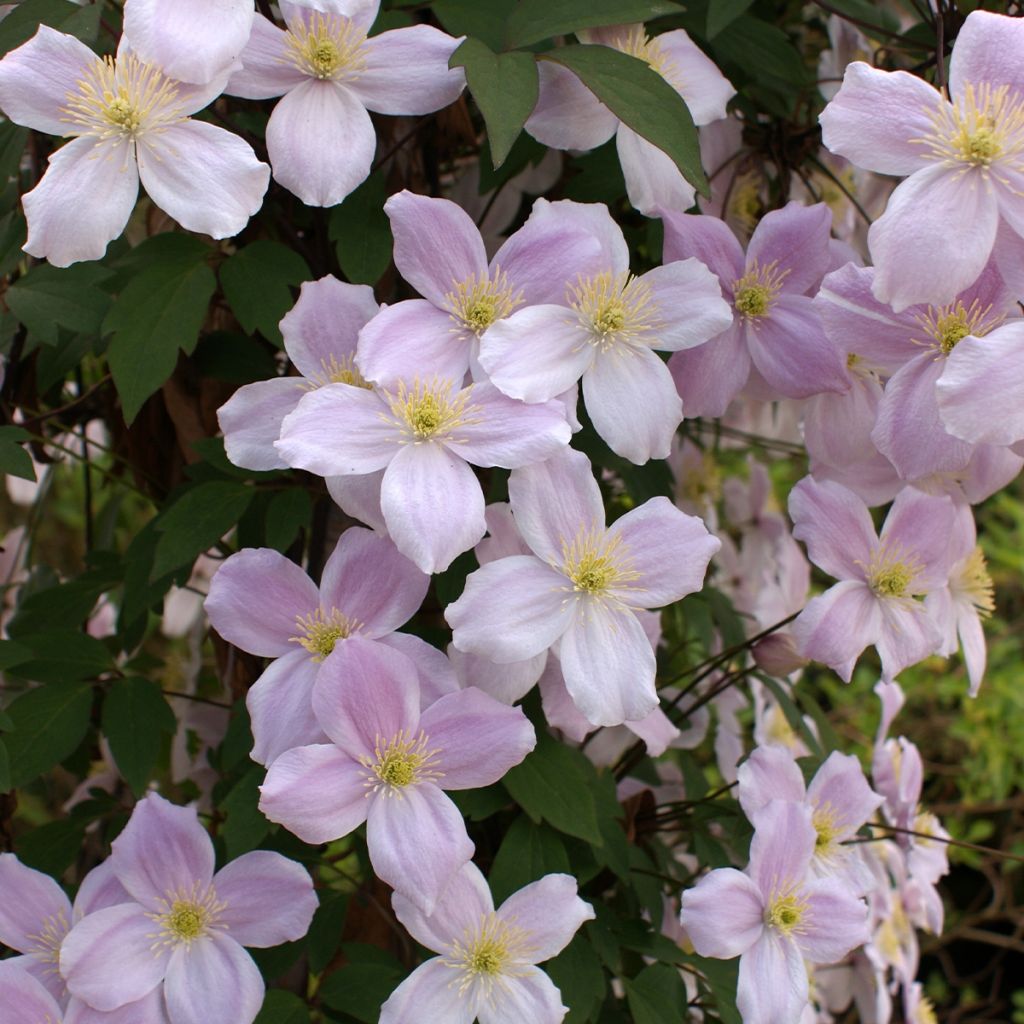 Clematis Pink Perfection - Clematide