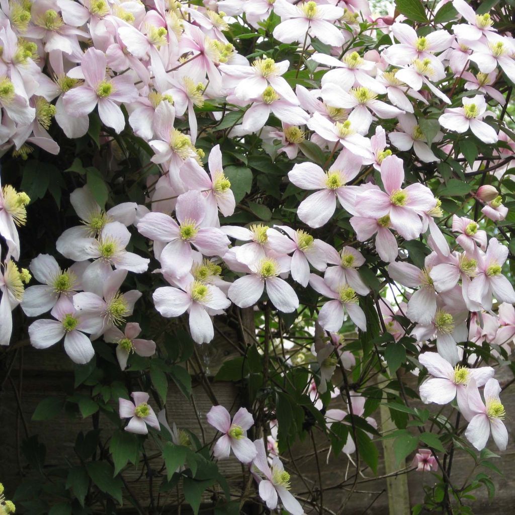 Clematis montana Rubens - Clematide