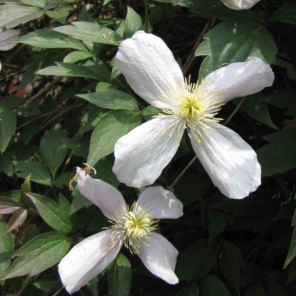 Clematis montana Rubens - Clematide