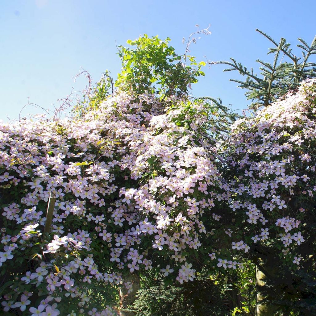 Clematis montana Rubens - Clematide