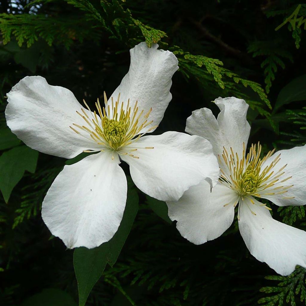 Clematis montana Spooneri - Clematide