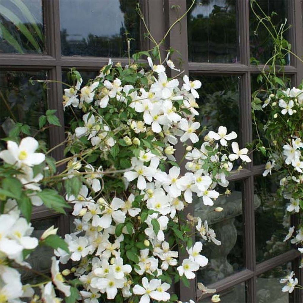 Clematis montana Spooneri - Clematide