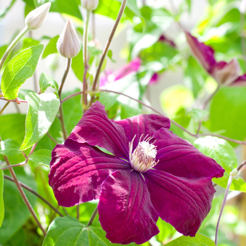 Clematis Rouge Cardinal - Clematide