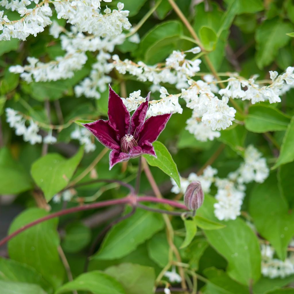 Clematis Rouge Cardinal - Clematide