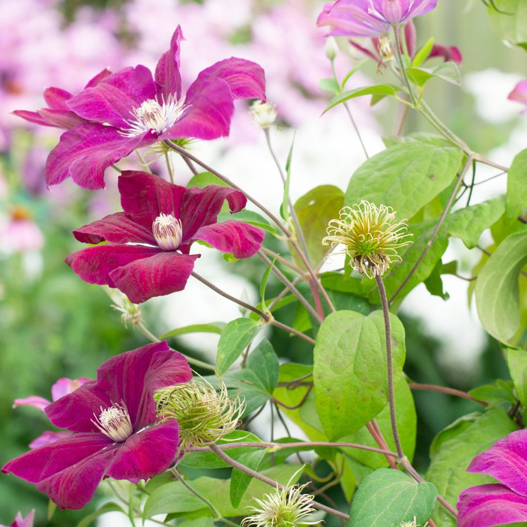 Clematis Rouge Cardinal - Clematide