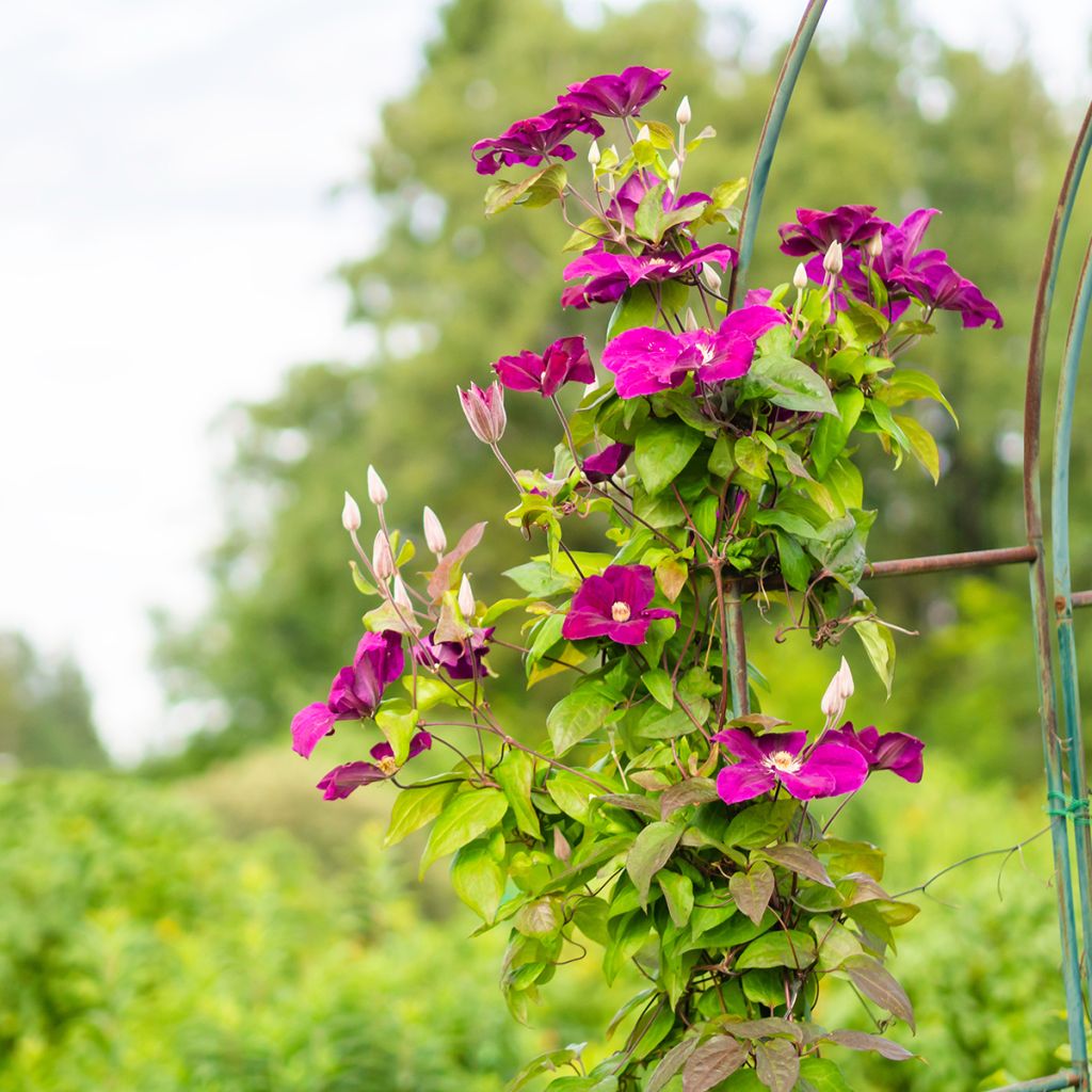 Clematis Rouge Cardinal - Clematide