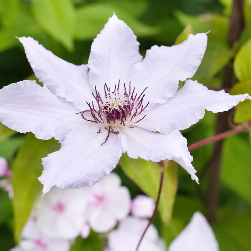 Clematis Snow Queen - Clematide