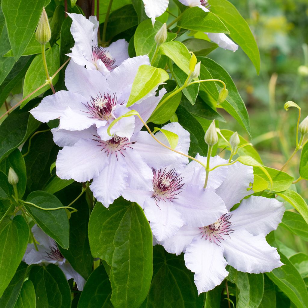 Clematis Snow Queen - Clematide