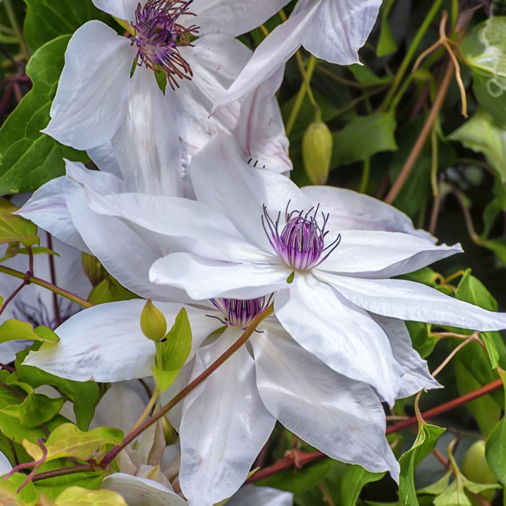 Clematis Snow Queen - Clematide