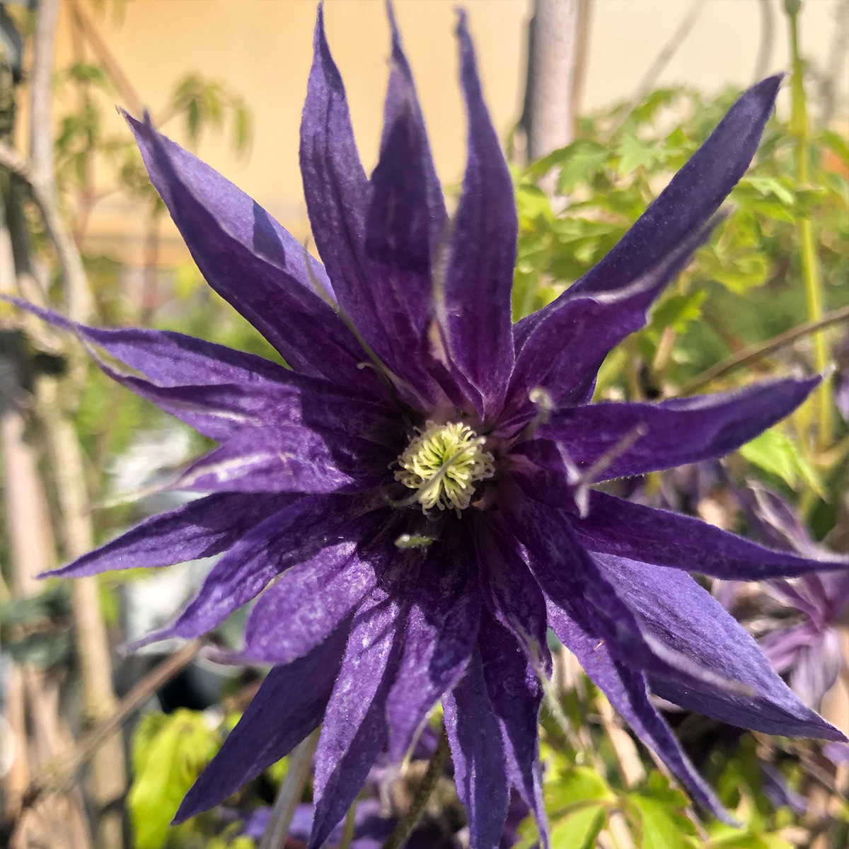 Clematis Spiky - Clematide